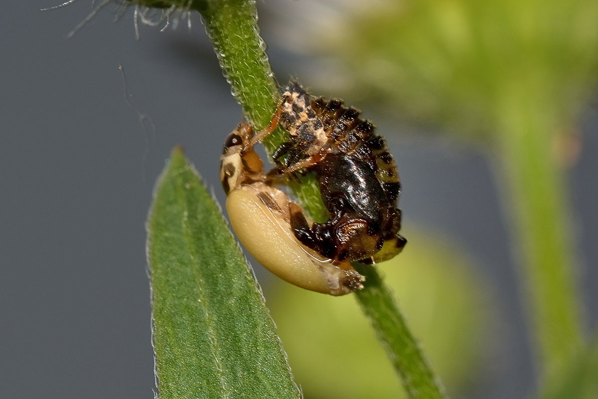 Metamorfosi di Hippodamia variegata, Coccinellidae